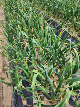 황공이오님의 마늘 · 병해충상담 작성글 사진