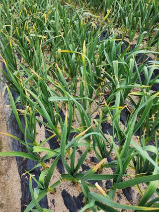 황공이오님의 마늘 · 병해충상담 작성글 사진