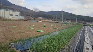 은태농장님의 자유주제 · 자유게시판 작성글 사진