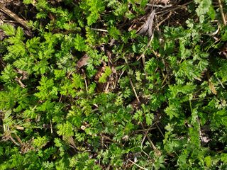 가야뜰님의 농사, 무엇이든 물어보세요! · 참여글 작성글 사진