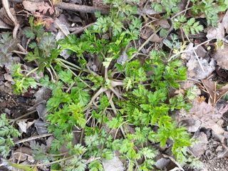 가야뜰님의 농사, 무엇이든 물어보세요! · 참여글 작성글 사진