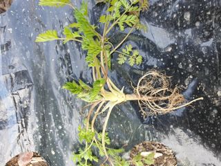 가야뜰님의 농사, 무엇이든 물어보세요! · 참여글 작성글 사진