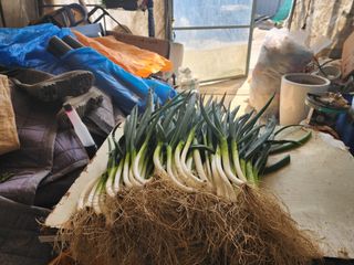 윤창호님의 파 · 영농일지 작성글 사진