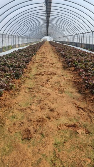 김동수님의 고구마 · 자유게시판 작성글 사진