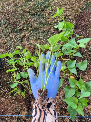 김동수님의 고구마 · 자유게시판 작성글 사진