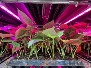 김동수님의 고구마 · 자유게시판 작성글 사진