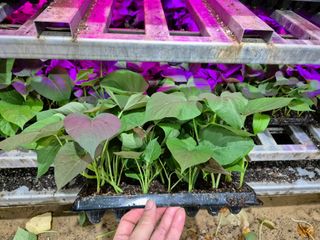 김동수님의 고구마 · 자유게시판 작성글 사진