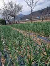 팜모닝 마늘·영농일지 게시글 이미지