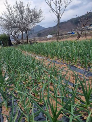 김석중님의 마늘 · 영농일지 작성글 사진