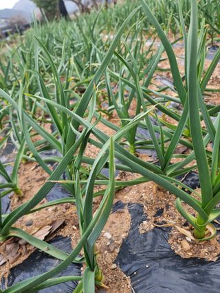 김석중님의 마늘 · 영농일지 작성글 사진