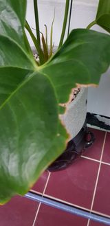 팜모닝 기타작물·병해충상담 게시글 이미지