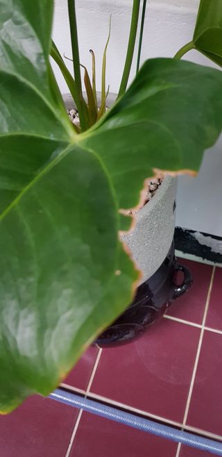 산세비리아님의 기타작물 · 병해충상담 작성글 사진