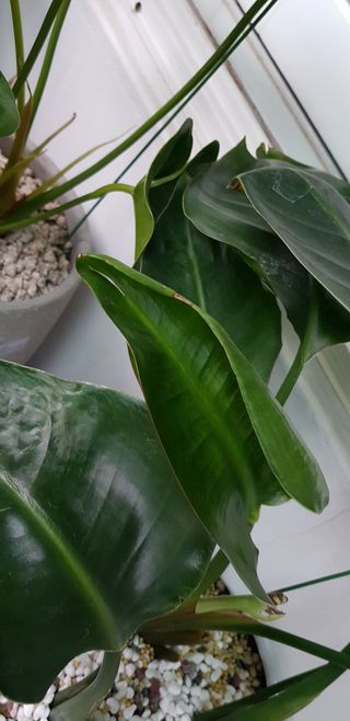 산세비리아님의 기타작물 · 병해충상담 작성글 사진