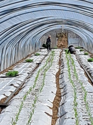 정선문님의 옥수수 · 영농일지 작성글 사진