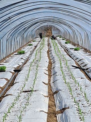 정선문님의 옥수수 · 영농일지 작성글 사진