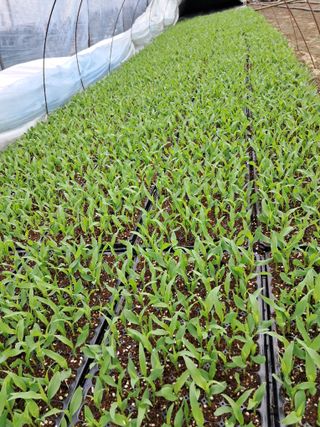 정선문님의 옥수수 · 영농일지 작성글 사진