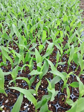 정선문님의 옥수수 · 영농일지 작성글 사진