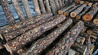 종합선물세트님의 버섯 · 영농일지 작성글 사진