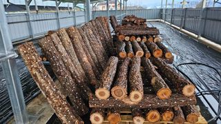 종합선물세트님의 버섯 · 영농일지 작성글 사진