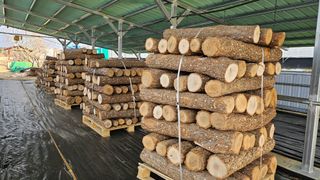 종합선물세트님의 버섯 · 영농일지 작성글 사진