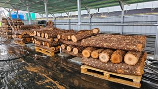 종합선물세트님의 버섯 · 영농일지 작성글 사진