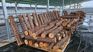 종합선물세트님의 버섯 · 영농일지 작성글 사진