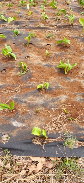 전주정근님의 농사, 무엇이든 물어보세요! · 참여글 작성글 사진
