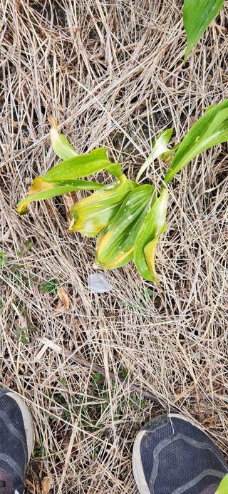 전주정근님의 농사, 무엇이든 물어보세요! · 참여글 작성글 사진