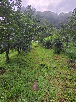 점촌농산님의 자두 · 자유게시판 작성글 사진