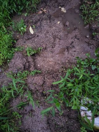 점촌농산님의 자두 · 자유게시판 작성글 사진