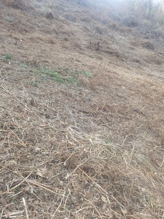 두릅나무17730님의 기타작물 · 영농일지 작성글 사진