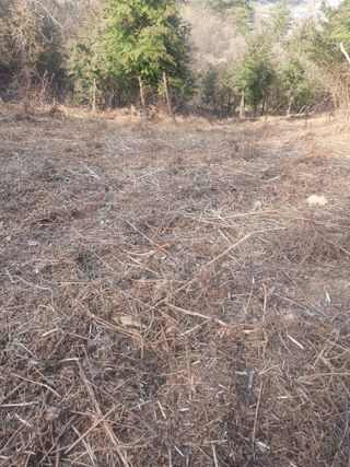 두릅나무17730님의 기타작물 · 영농일지 작성글 사진