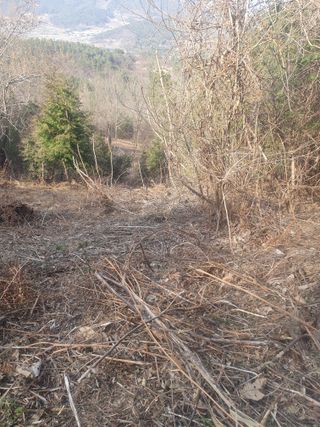 두릅나무17730님의 기타작물 · 영농일지 작성글 사진