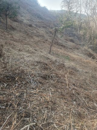 두릅나무17730님의 기타작물 · 영농일지 작성글 사진