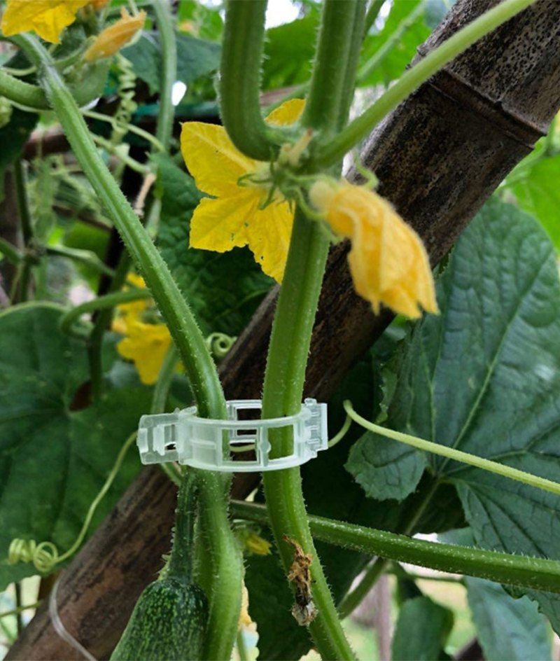 다이쏘(권자영)님의 장터 판매 상품 [식물 지지대 고정 클립 100개들이] 첨부 사진