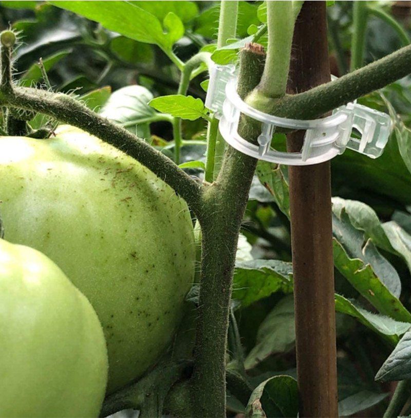 다이쏘(권자영)님의 장터 판매 상품 [식물 지지대 고정 클립 100개들이] 첨부 사진