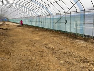 정한용님의 고추 · 영농일지 작성글 사진