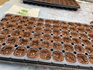 정한용님의 고추 · 영농일지 작성글 사진