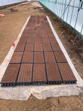 정한용님의 고추 · 영농일지 작성글 사진