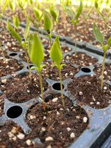 팜모닝 고추·영농일지 게시글 이미지