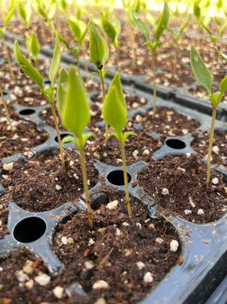 정한용님의 고추 · 영농일지 작성글 사진