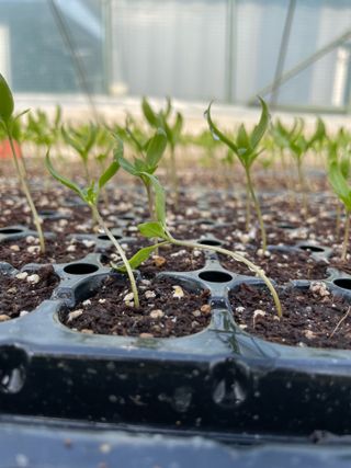 정한용님의 고추 · 영농일지 작성글 사진