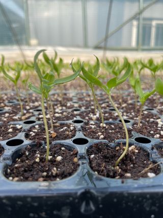 정한용님의 고추 · 영농일지 작성글 사진