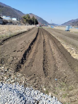 우영옥님의 옥수수 · 영농일지 작성글 사진