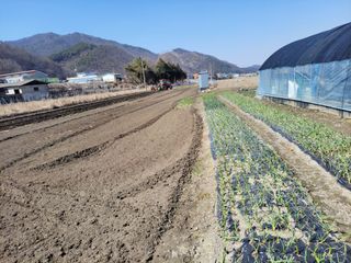 우영옥님의 옥수수 · 영농일지 작성글 사진