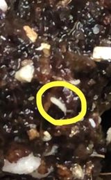 팜모닝 상추·병해충상담 게시글 이미지