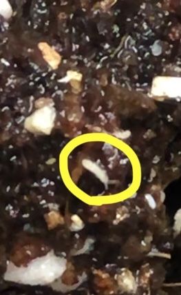 이정우님의 상추 · 병해충상담 작성글 사진