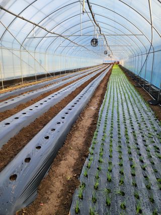 숙이네님의 파 · 영농일지 작성글 사진