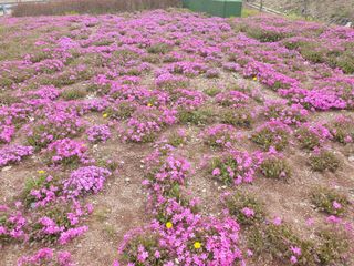알 수 없음님의 파 · 자유게시판 작성글 사진