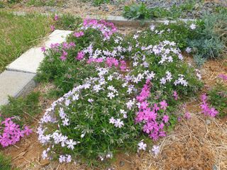 알 수 없음님의 파 · 자유게시판 작성글 사진